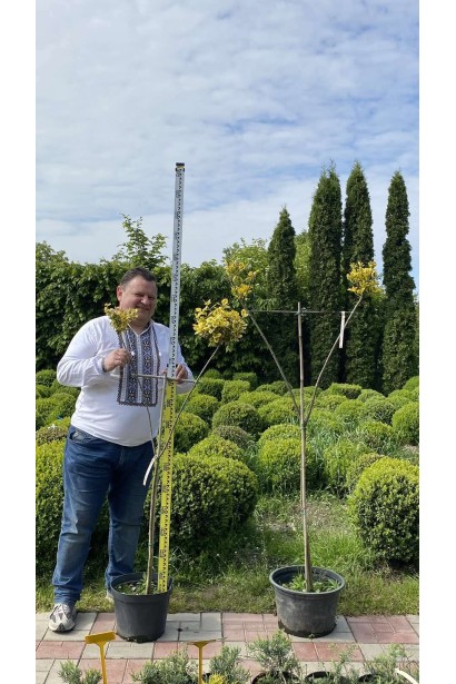 Бруслина японська Ауреомаргіната Топіар Кулі 